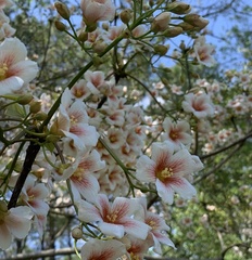 Vernicia fordii