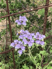 Phacelia congesta