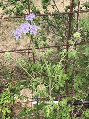 Phacelia congesta