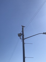 Larus argentatus smithsonianus