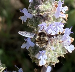 Bombylius albicapillus