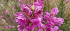 Antirrhinum tortuosum