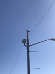 Larus argentatus smithsonianus