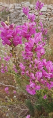 Antirrhinum tortuosum