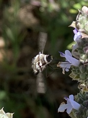 Bombylius albicapillus