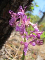 Anacamptis morio