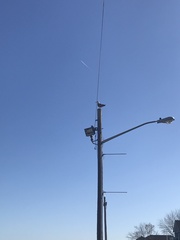 Larus argentatus smithsonianus