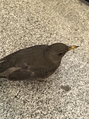Turdus merula