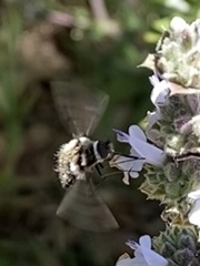 Bombylius albicapillus