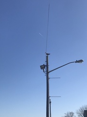 Larus argentatus smithsonianus