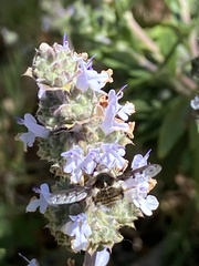 Bombylius albicapillus