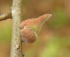 Callirhytis quercusventricosa