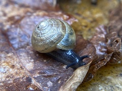 Gastrodontidae