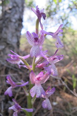 Anacamptis morio