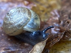 Gastrodontidae