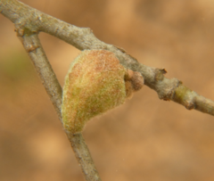 Callirhytis quercusventricosa