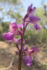Anacamptis morio