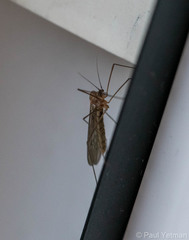 Trichoceridae
