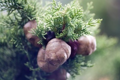 Cupressus sempervirens