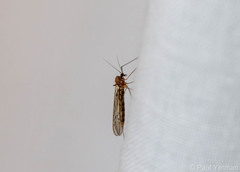 Trichoceridae