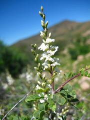 Eysenhardtia peninsularis