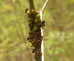 Callirhytis quercusgemmaria