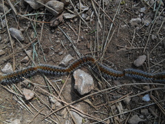 Thaumetopoea pityocampa