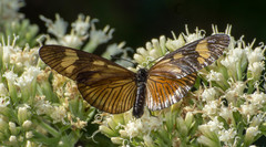 Actinote thalia pyrrha