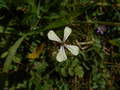 Eruca vesicaria