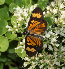 Actinote thalia pyrrha