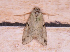 Maliattha concinnimacula