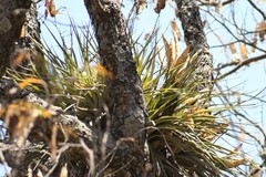 Tillandsia grossispicata