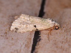 Maliattha concinnimacula