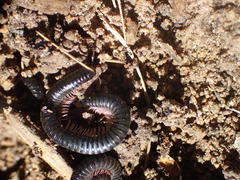 Ommatoiulus moreleti