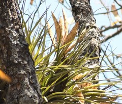 Tillandsia grossispicata