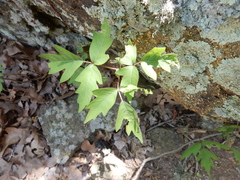 Toxicodendron radicans verrucosum