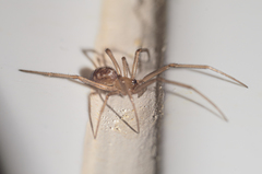 Steatoda grossa