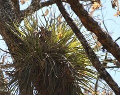 Tillandsia grossispicata