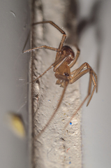 Steatoda grossa