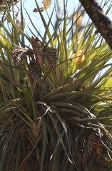 Tillandsia grossispicata