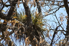 Tillandsia grossispicata