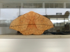Lonomia electra