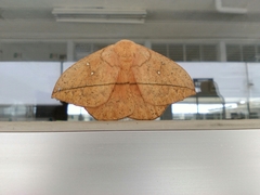 Lonomia electra