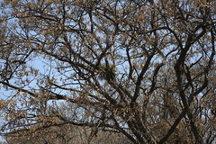 Tillandsia grossispicata
