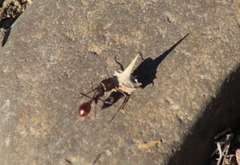 Pogonomyrmex rugosus