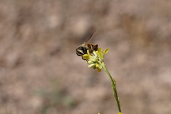 Eristalis tenax