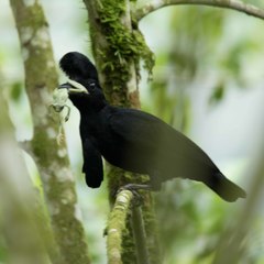 Cephalopterus penduliger