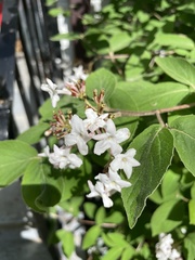 Viburnum carlesii