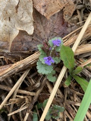Glechoma hederacea