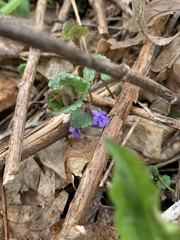 Glechoma hederacea